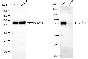 Western blotting analysis using STAT3 antibody (ABIN7800342).