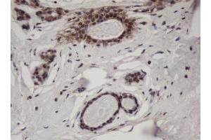 Image no. 3 for anti-Jun Proto-Oncogene (JUN) antibody (ABIN1498937)