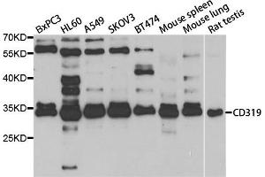 Western blot analysis of extracts of various cell lines, using SLAMF7 antibody.
