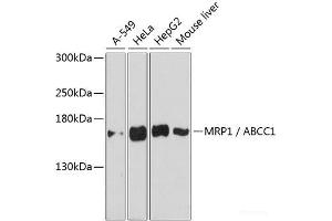 Western blot analysis of extracts of various cell lines using MRP1 / ABCC1 Polyclonal Antibody at dilution of 1:3000.