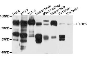 Western blot analysis of extract of various cells, using EXOC5 antibody. (EXOC5 anticorps)