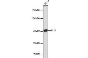Western blot analysis of extracts of HeLa cells, using TFE3 Rabbit mAb (ABIN1683323, ABIN3015205, ABIN3015206 and ABIN7101320) at 1:1000 dilution. (TFE3 anticorps)