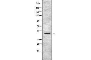 Western blot analysis of TAS2R4 using HT-29 whole cell lysates
