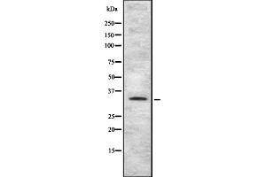 Western blot analysis of TAS2R4 using HT-29 whole cell lysates (TAS2R4 anticorps  (Internal Region))