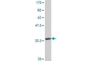 Western Blot detection against Immunogen (37.