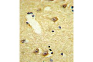 Immunohistochemistry (IHC) image for anti-Dopamine Receptor D4 (DRD4) antibody (ABIN3003899)