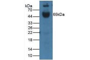 Western blot analysis of Mouse Placenta Tissue. (IL1R1 anticorps  (AA 20-338))