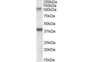 Western Blotting (WB) image for anti-Glutamate Receptor, Ionotropic, Kainate 3 (GRIK3) (AA 203-216) antibody (ABIN343069) (GRIK3 anticorps  (AA 203-216))