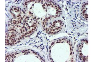 Image no. 8 for anti-Ubiquitin Specific Peptidase 7 (Herpes Virus-Associated) (USP7) antibody (ABIN1498592) (USP7 anticorps)