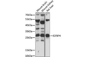 Western blot analysis of extracts of various cell lines, using IGFBP4 antibody (ABIN7267909) at 1:1000 dilution. (IGFBP4 anticorps  (AA 178-258))