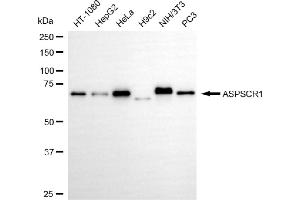 Western blotting analysis using ASPSCR1 antibody (ABIN7797586).