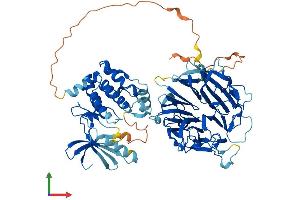 AlphaFold protein structure predicition of Human Recombinant NEK8 Protein, UniprotID Q86SG6