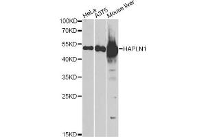Western blot analysis of extracts of various cell lines, using HAPLN1 antibody. (HAPLN1 anticorps)
