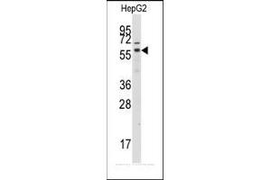 Image no. 2 for anti-G Protein-Coupled Receptor Kinase 7 (GRK7) (C-Term) antibody (ABIN360010)