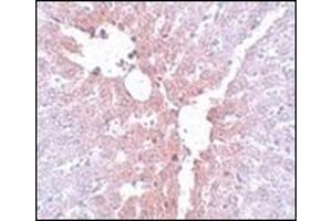 Immunohistochemistry of KLF4 in rat liver tissue with this product at 5 μg/ml. (KLF4 anticorps  (C-Term))