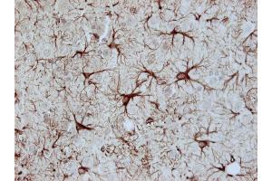Immunostaining of paraffin embedded section of mouse brain (dilution 1 : 1000).