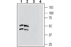 Western blot analysis of rat brain lysate (lanes 1 and 3) and mouse brain lysate (lanes 2 and 4): - 1-2.
