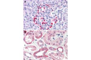 Immunohistochemical staining of human pancreas (A) and human kidney (B) with CADM4 polyclonal antibody . (Cell Adhesion Molecule 4 anticorps  (Internal Region))