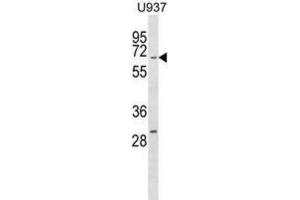 Western Blotting (WB) image for anti-Regulator of G-Protein Signaling 14 (RGS14) antibody (ABIN2998924) (RGS14 anticorps)