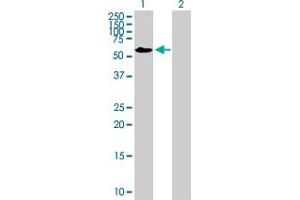 Western Blot analysis of FRMD8 expression in transfected 293T cell line by FRMD8 MaxPab polyclonal antibody. (FRMD8 anticorps  (AA 1-464))