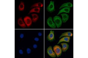 ABIN6261438 and ABIN6276426 staining Hela cells by IF/ICC. (eEF1A1 anticorps  (Internal Region))