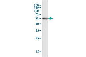 Western Blot detection against Immunogen (46.