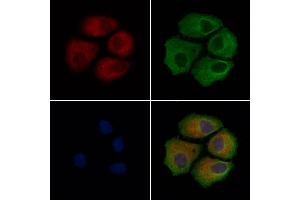 ABIN6260302 and ABIN6279203 staining Hela cells by IF/ICC. (BRAP anticorps  (C-Term))