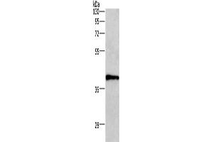 Western Blotting (WB) image for anti-Wingless-Type MMTV Integration Site Family, Member 3A (WNT3A) antibody (ABIN2429780) (WNT3A anticorps)