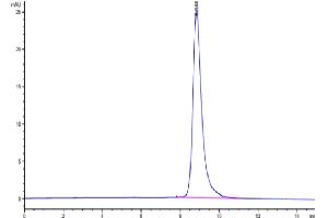 The purity of Human IL-17RB is greater than 95 % as determined by SEC-HPLC.