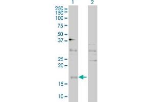 Western Blot analysis of CEBPG expression in transfected 293T cell line by CEBPG polyclonal antibody (A01). (CEBPG anticorps  (AA 1-150))