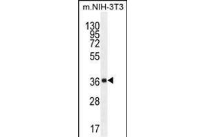 FC1 Antibody (Center) (ABIN655232 and ABIN2844836) western blot analysis in mouse NIH-3T3 cell line lysates (35 μg/lane). (ABHD17C anticorps  (AA 92-121))