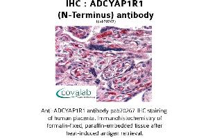 Image no. 1 for anti-Adenylate Cyclase Activating Polypeptide 1 (Pituitary) Receptor Type I (ADCYAP1R1) (Extracellular Domain), (N-Term) antibody (ABIN1731541) (ADCYAP1R1 anticorps  (Extracellular Domain, N-Term))