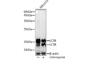 Western blot analysis of extracts of NIH/3T3 cells, using LC3B antibody (ABIN7268519) at 1:1000 dilution. (LC3B anticorps)