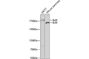 Western blot analysis of extracts of various cell lines, using Bcl9 antibody (ABIN6129972, ABIN6137514, ABIN6137515 and ABIN6222543) at 1:400 dilution. (BCL9 anticorps)