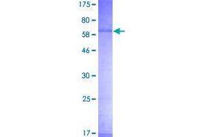 Image no. 1 for Thrombopoietin (THPO) (AA 1-349) protein (GST tag) (ABIN1322715)