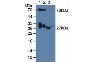 Figure. (Apolipoprotein D anticorps  (AA 1-189))