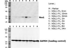 Induction of Hes-1 with the treatment of recombinant human DLL1-Fc .