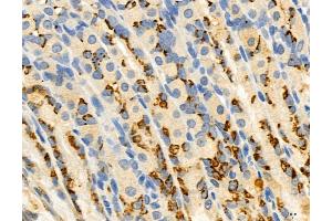 ABIN6264061 and ABIN6272973 at 1/100 staining Rat stomach tissue by IHC-P. (PBXIP1 anticorps  (C-Term))