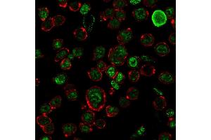 Immunofluorescence staining of HEK293 cells using Neurofilament Mouse Monoclonal Antibody (NF421) followed by goat anti-Mouse IgG conjugated to CF488 (green). (NEFH anticorps)