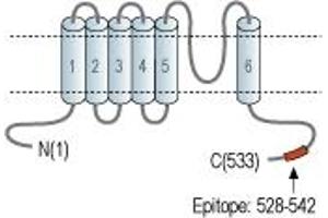 Representative domain view of the target of ABIN7885150.