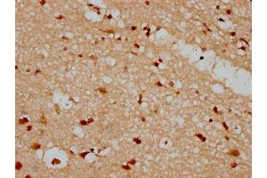 IHC image of nforHU diluted at 1:20 and staining in paraffin-embedded human brain tissue performed on a Leica BondTM system. (HIST1H1C anticorps  (AA 100-112))
