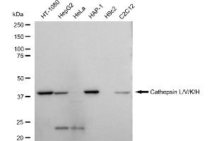 Western blotting analysis using Cathepsin L/V/K/H antibody (ABIN7797941). (Recombinant Cathepsin LVKH anticorps)