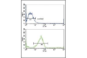 GALNT3 Antibody (Center) (ABIN653156 and ABIN2842724) flow cytometric analysis of MCF-7 cells (bottom histogram) compared to a negative control cell (top histogram). (GALNT3 anticorps  (AA 454-481))