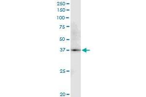 anti-Pepsinogen C (PGC) (AA 1-388) antibody