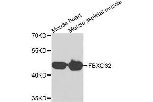 Western blot analysis of extracts of mouse heart and mouse skeletal muscle cell lines, using FBXO32 antibody. (FBXO32 anticorps)