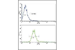 Flow cytometric analysis of NCI-H460 cells using NRG1 Antibody (bottom histogram) compared to a negative control cell (top histogram).