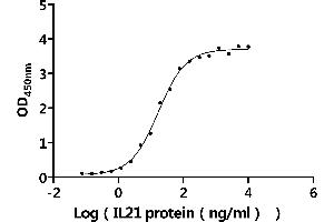 Measured by its binding ability in a functional ELISA.