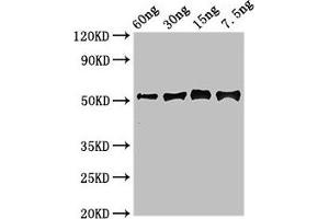 Western Blot Positive WB detected in Recombinant protein All lanes: Gamma-glutamy antibody at 2. (GGH anticorps  (AA 22-342))