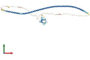 AlphaFold protein structure predicition of Mouse Recombinant Rassf8 Protein, UniprotID Q8CJ96