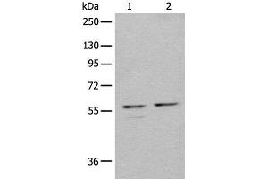 Western blot analysis of 293T cell lysates using URI1 Polyclonal Antibody at dilution of 1:450 (URI1 anticorps)